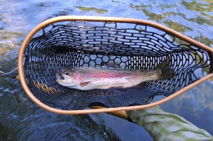 16” Redside, Oregon’s native Rainbow Trout in net
