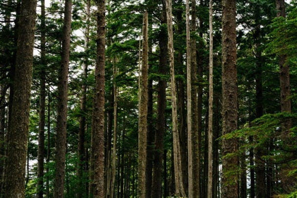 Trees - Olympic National Forest - Jordan Butcher