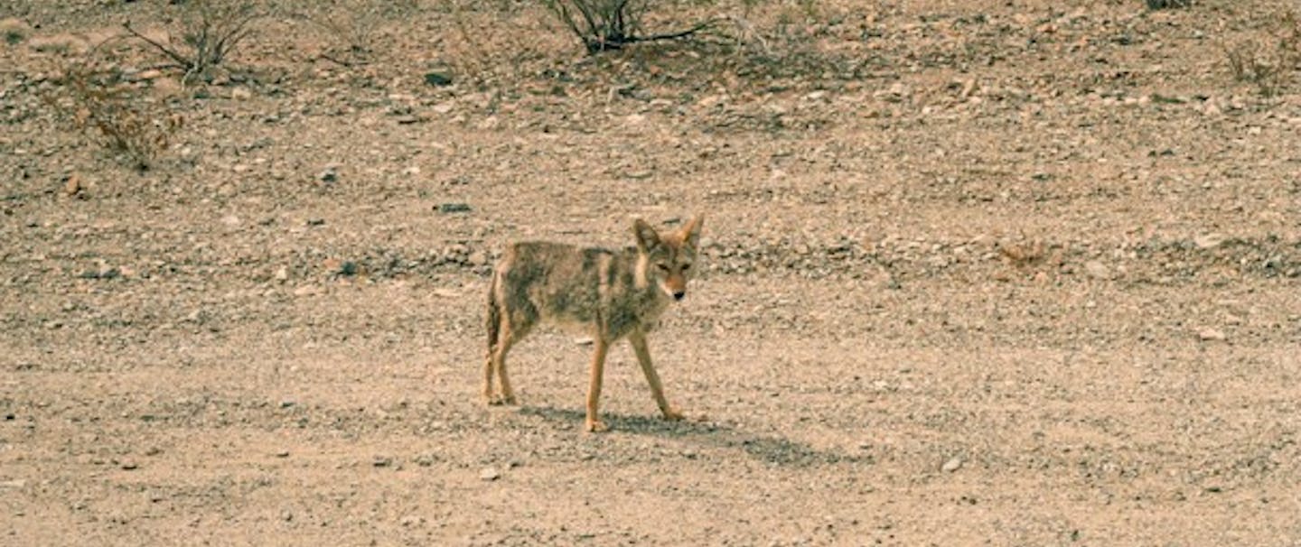 Coyote Outside Death Valley