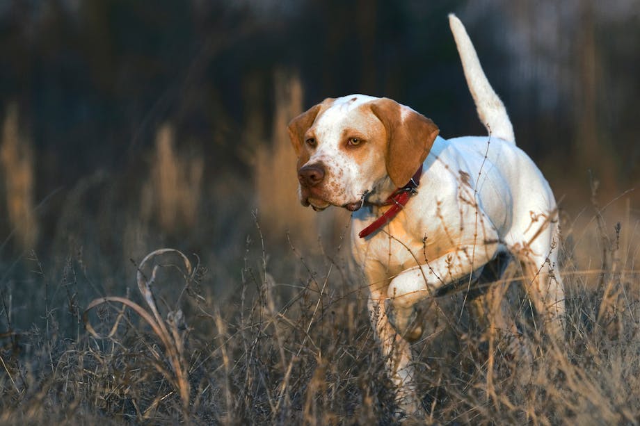 white and brown Bird Dog points