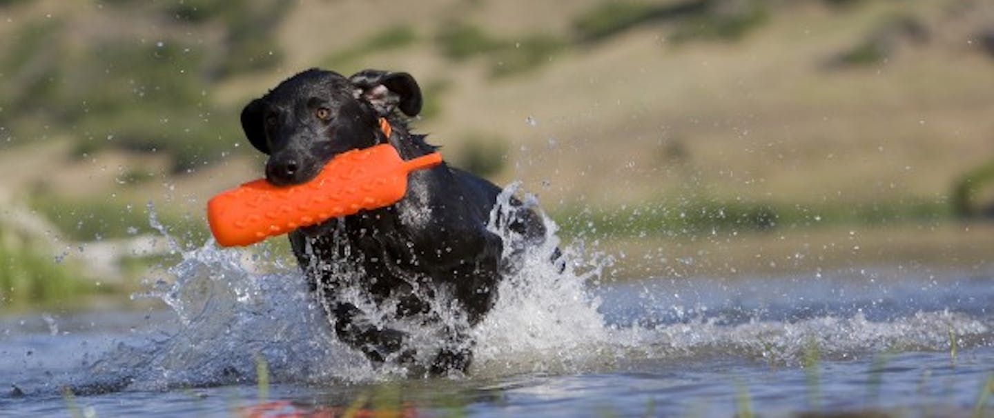 Black hunting dog bounding through water with orange training duck decoy