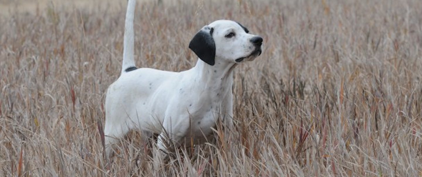 white and black spotted bird dog in yellow grass points