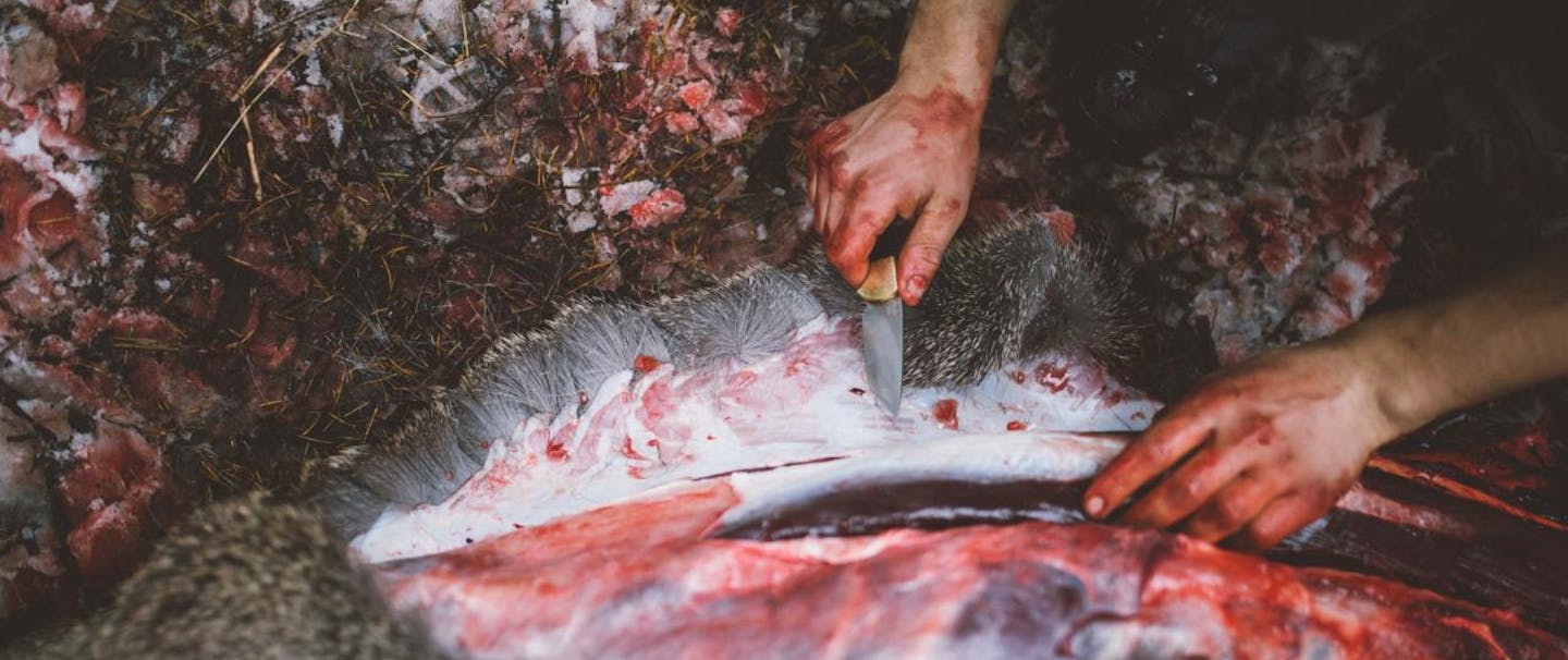 blood covered hands hold knife butchering an animal and removing skin