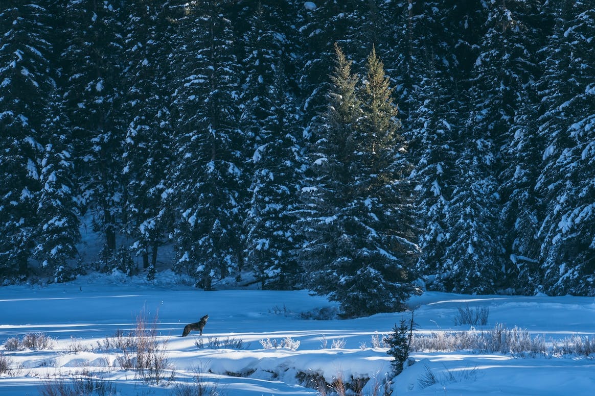 North American Grey Wolf Winter Landscape Leggings by Frost Store