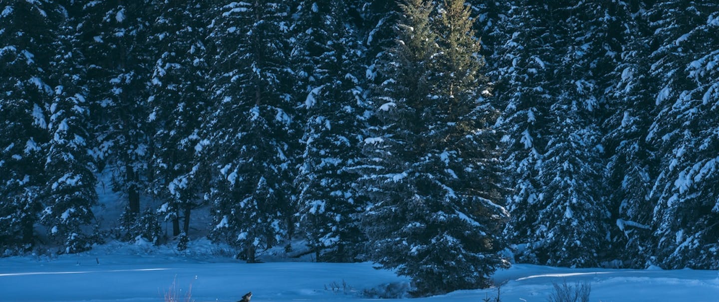 wolf stands in snowy field in front of pine trees