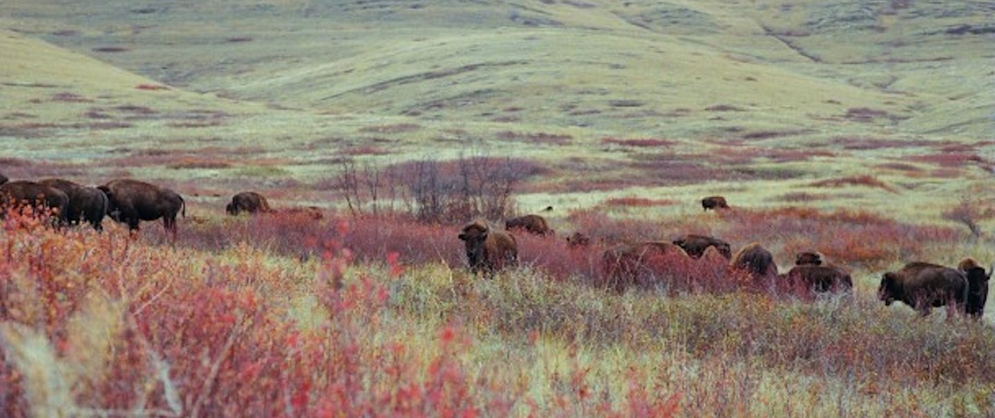 bison among red and yellow foliage in rolling hills