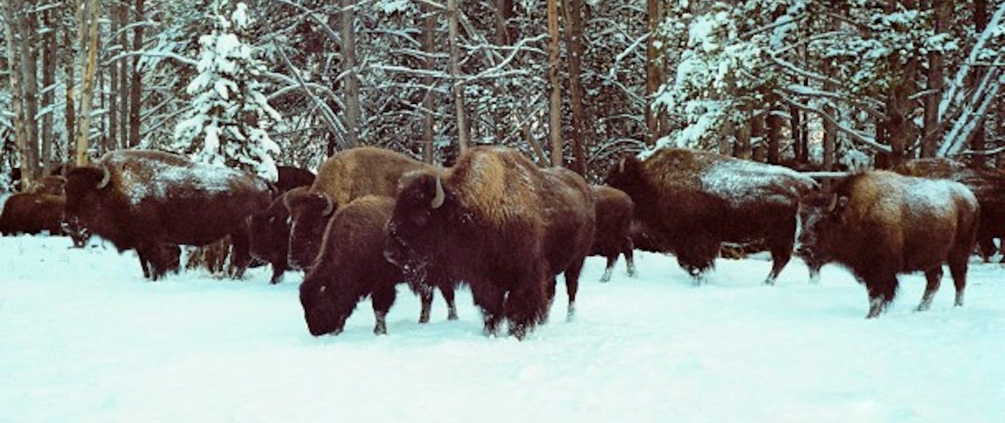 A snowy landscape along a treeline where a herd of bison are huddled together