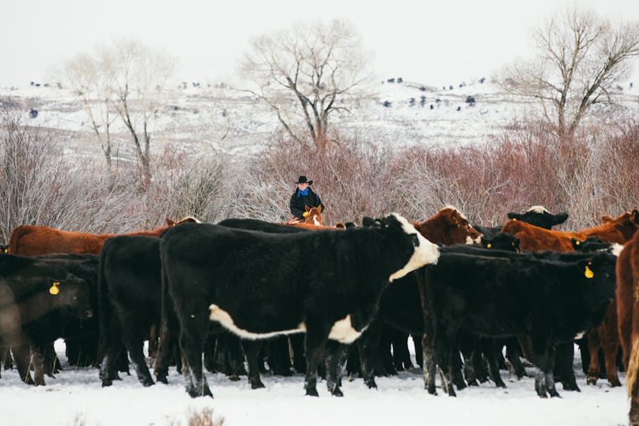 Filson Life - Wyoming Cowboy in snowy field atop horse, surveying his herd of cows