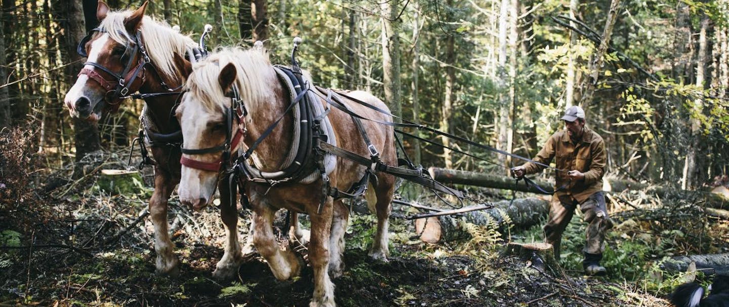 horses pulling logs in forest
