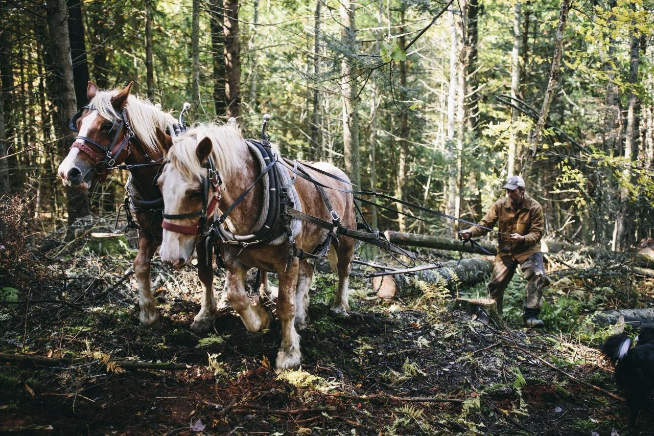 horses pulling logs