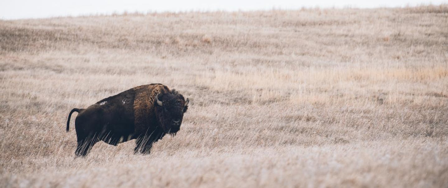 American Bison standing in rolling hills