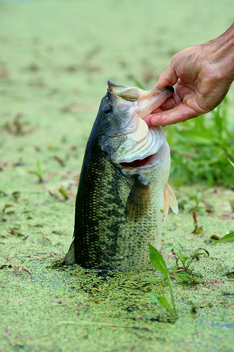 Pond Cover Nets - The Pond People