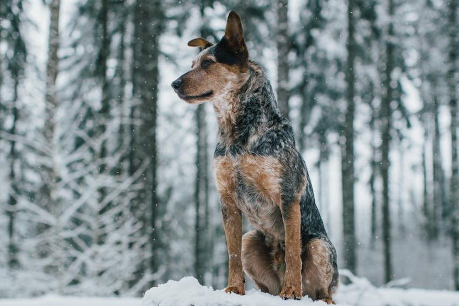 blue heeler dog sits on snowy tree stump in pine forest