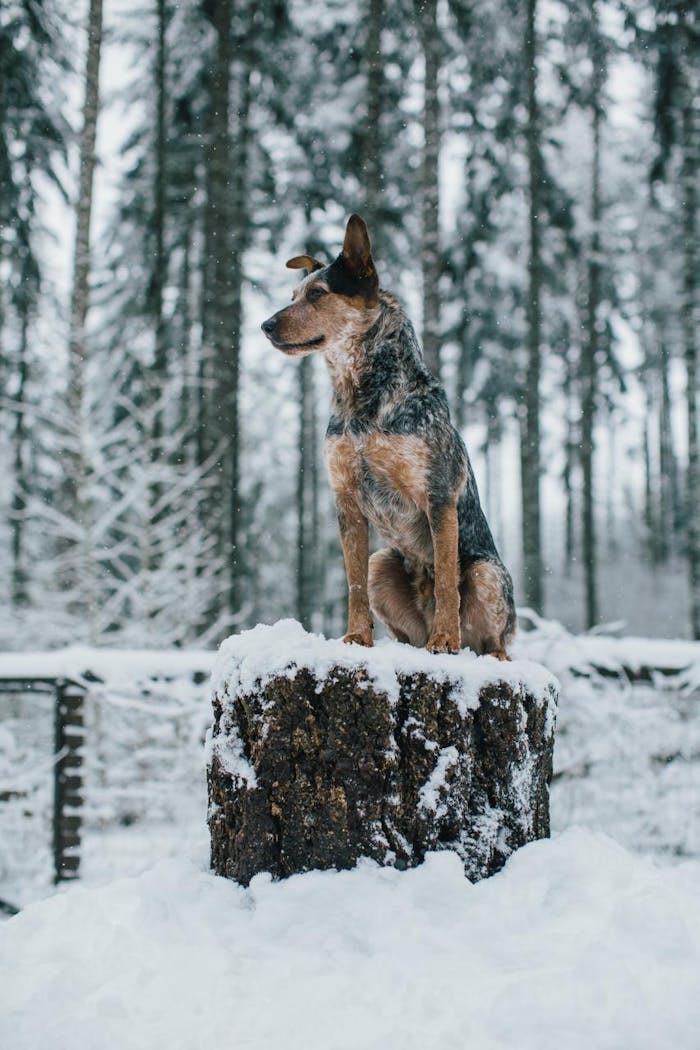 blue heeler dog sits on snowy tree stump in pine forest