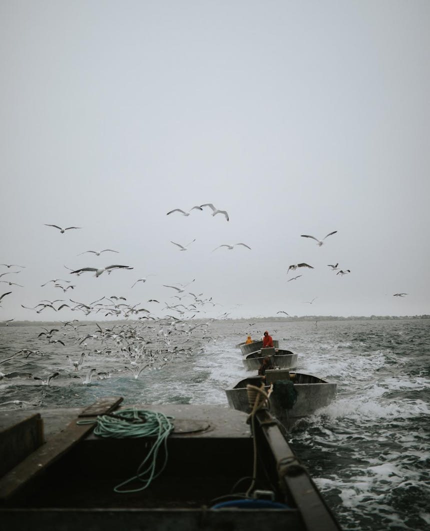 seagulls above the fishing boats