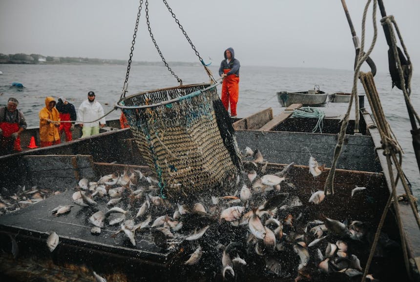 sorting fish on deck of boat