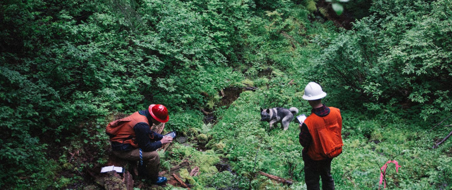 two men in orange vests and hardhats and a black dog survey lush green forest