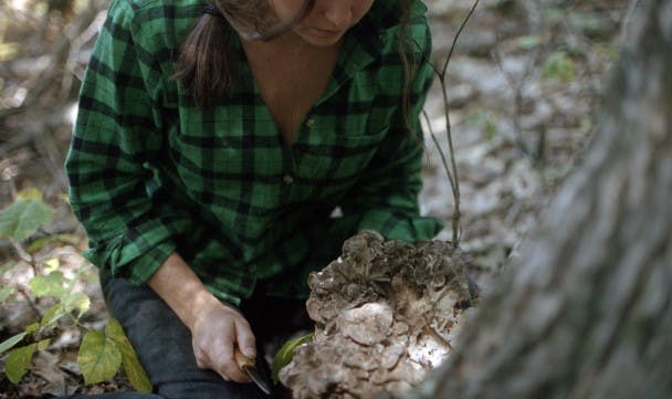 Dancing Signorina Mushroom 舞茸 (Grifola frondosa) Bear Cave Place