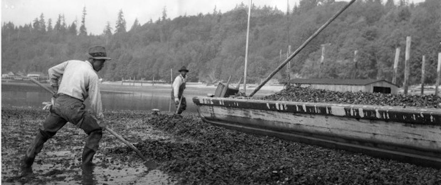 men working with long oyster rakes on rocky beach at water's edge next to wooden boat bough