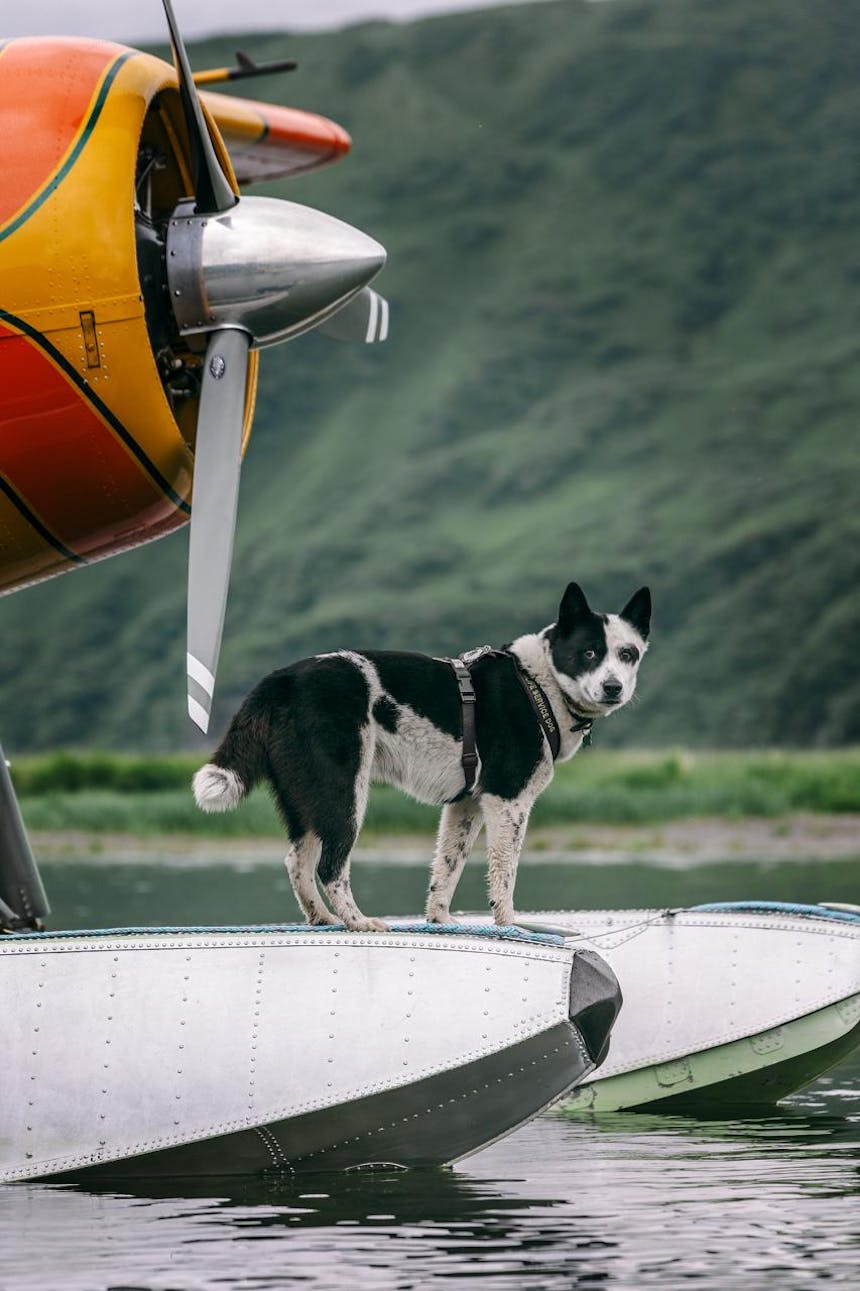 black and white dog in harness standing on pontoon of sea plane in water