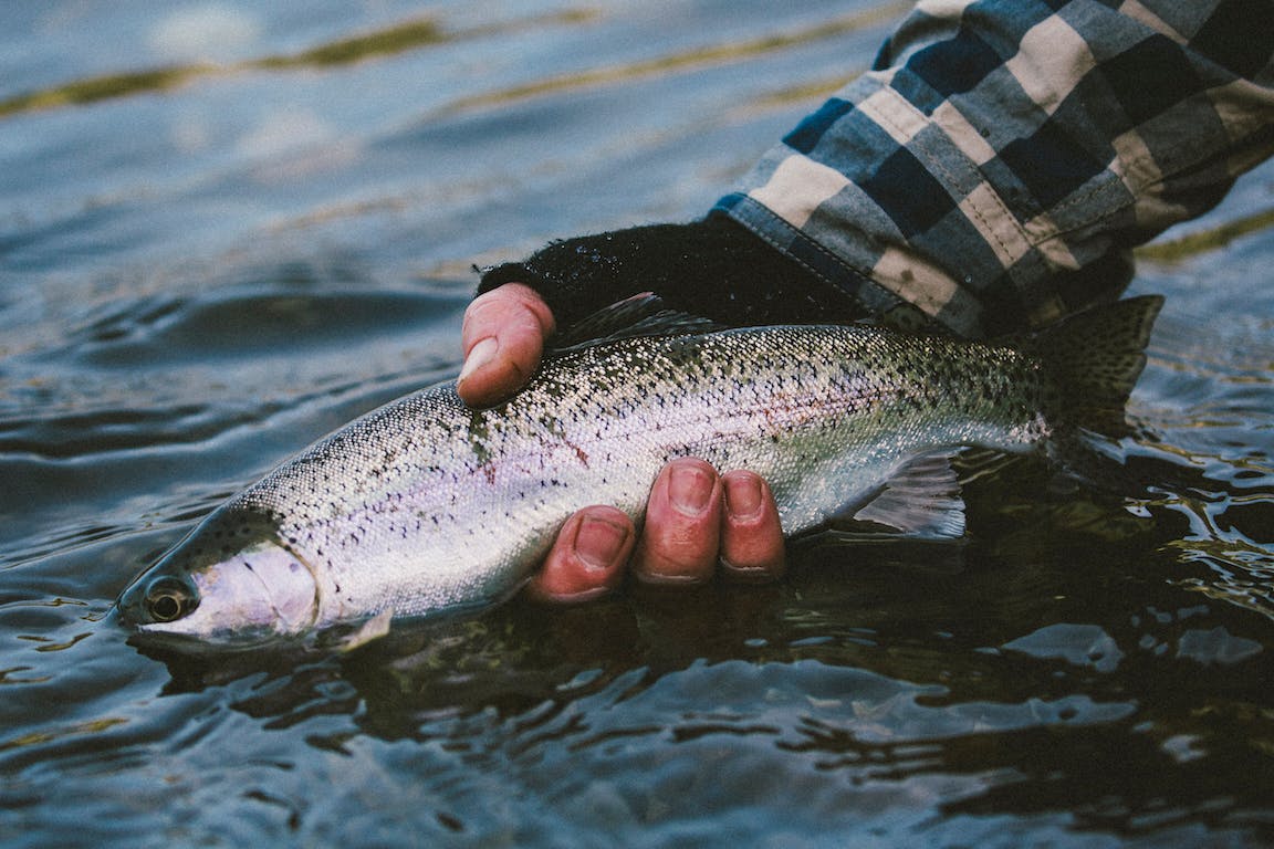 Fly Fishing for Trout in Deer creek! early summer 2019! 