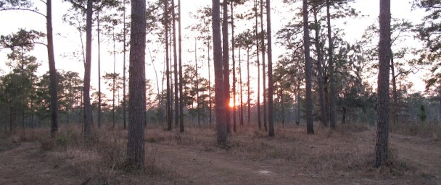 sunrise in sparse pine forest