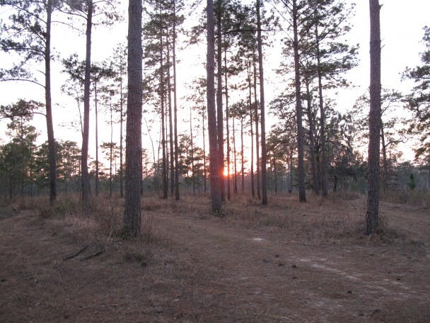 sunrise in sparse pine forest