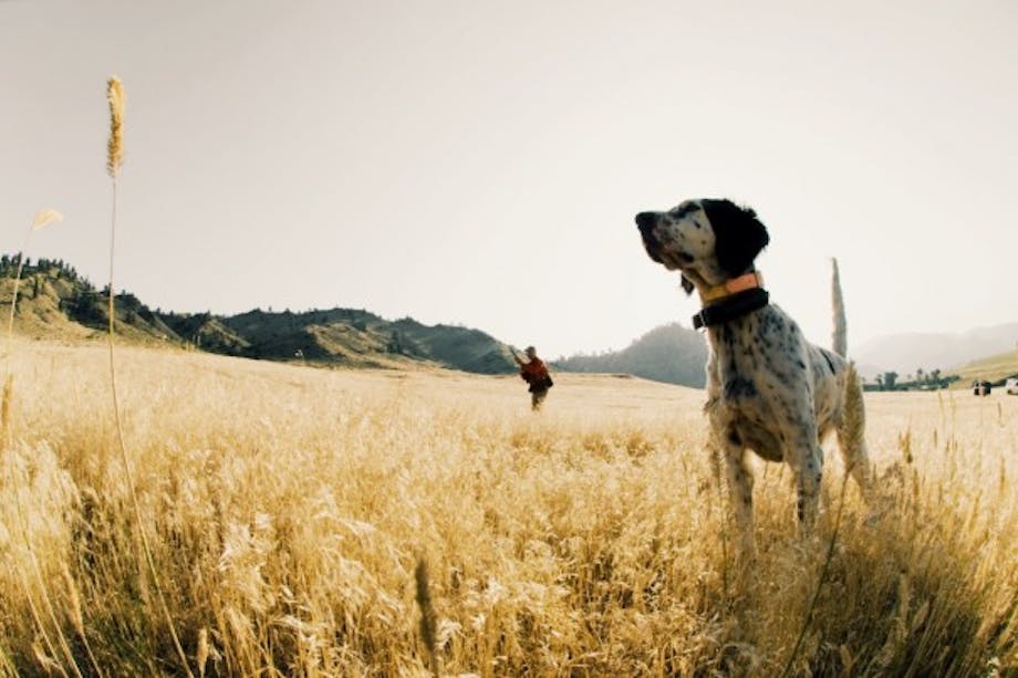 bird dog and hunter stand in a field of short yellow grasses