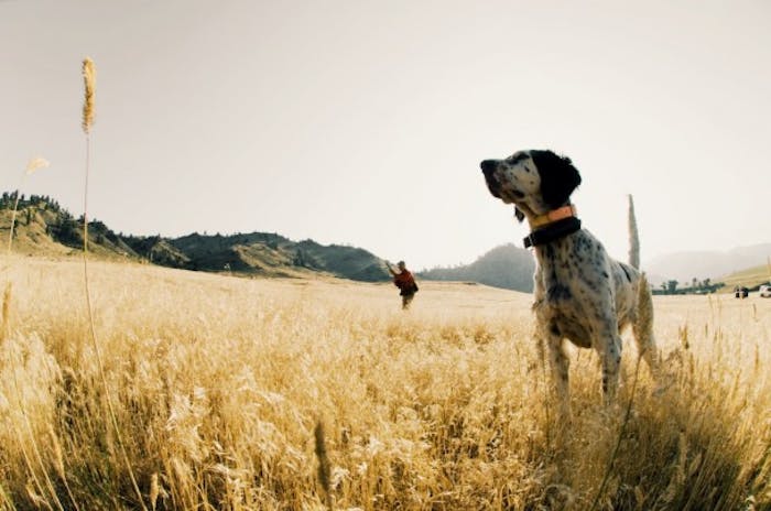 bird dog and hunter stand in a field of short yellow grasses