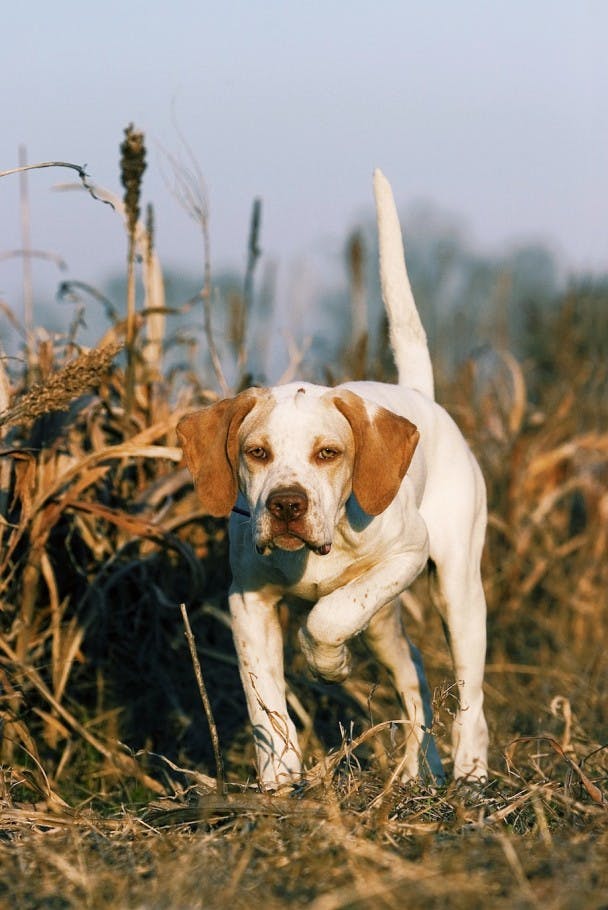 Bird Dog - Pointing