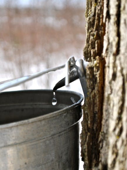 5 Tips To Maple Sugaring The Filson Journal 7433