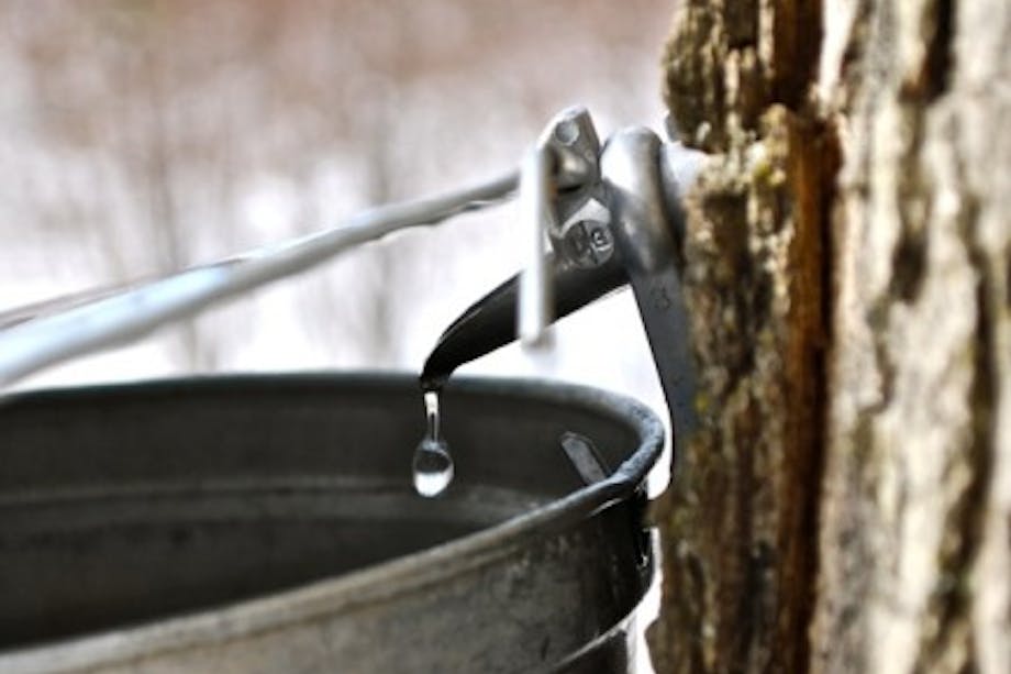 maple sap running out of spout into bucket