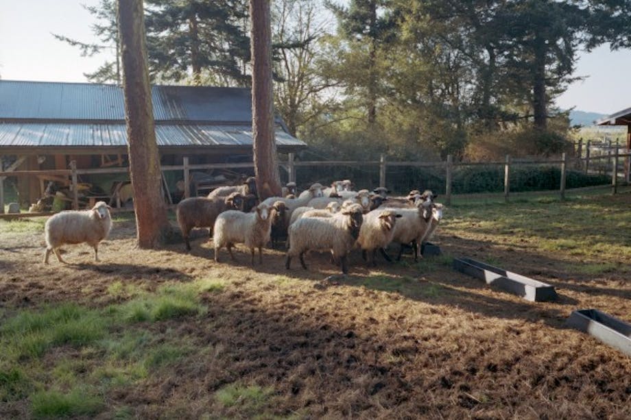 Sheep standing in a group in a pasture
