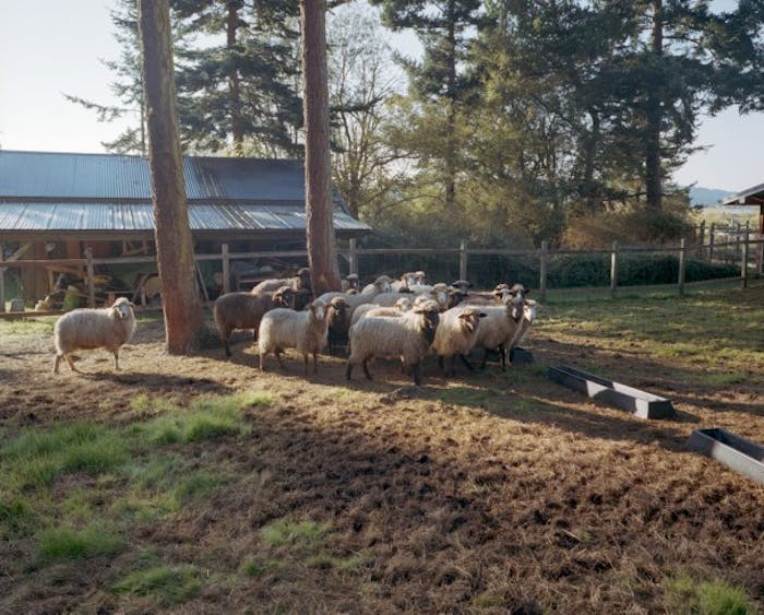 Sheep standing in a group in a pasture