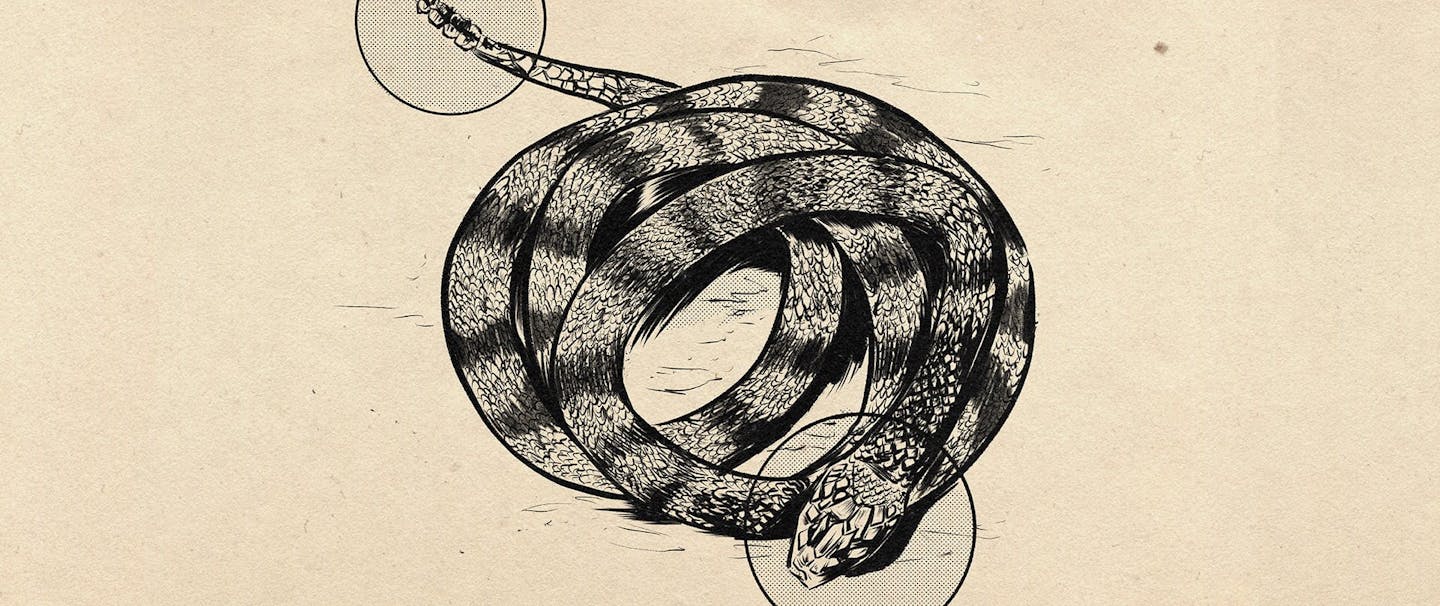 drawing of coiled rattlesnake with head and tail highlighted