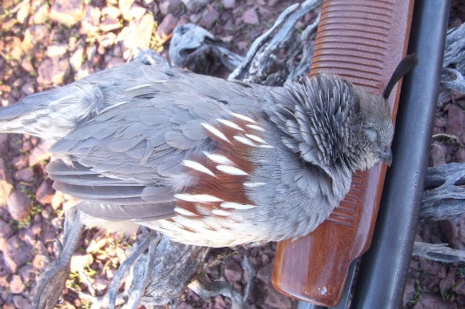 quail on top of shotgun