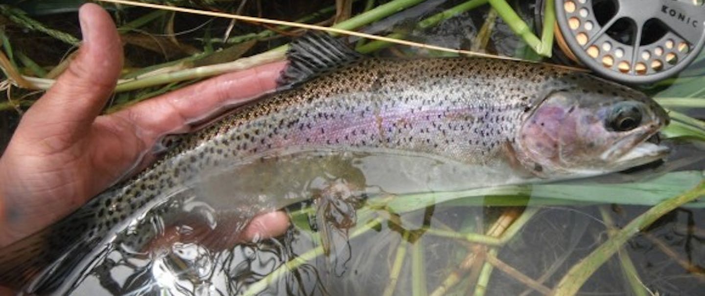 flyfisher hand with rod holding rainbow trout