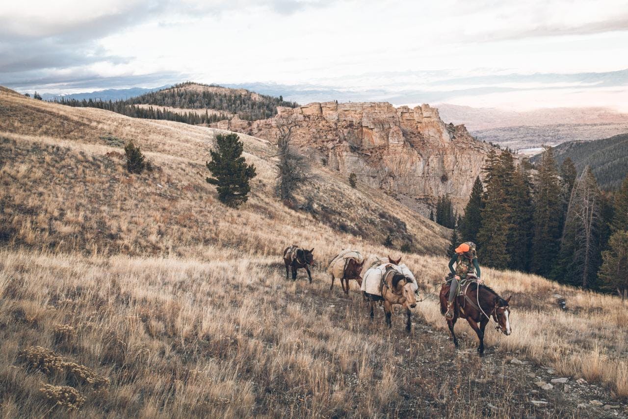 Jessie leading the horse string