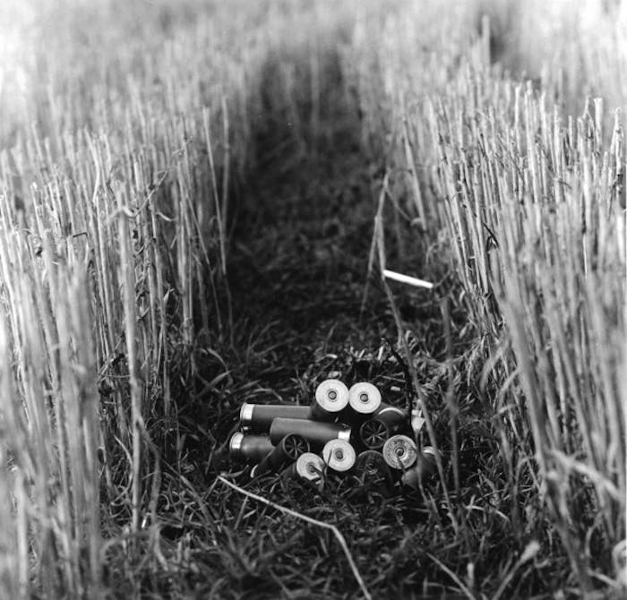 shotgun shells on ground between two lines of reeds