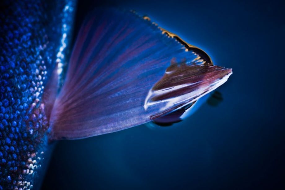 extreme close-up of the detail of an opalescent purple and blue fish fin