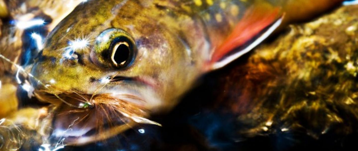 Louis Cahill 's picutre of Yellowhammer fish with fly-fishing fly in mouth