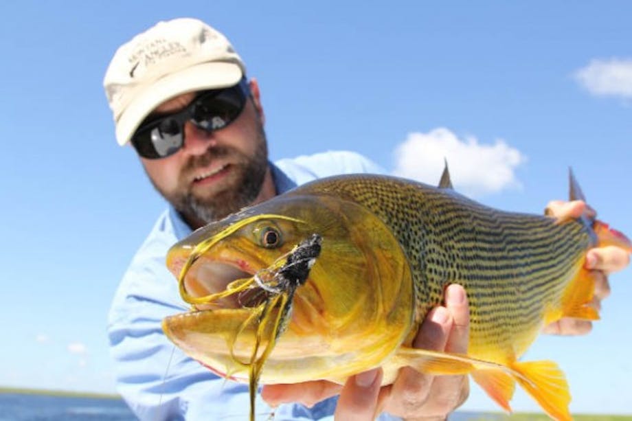 fisherman holding golden-dorado