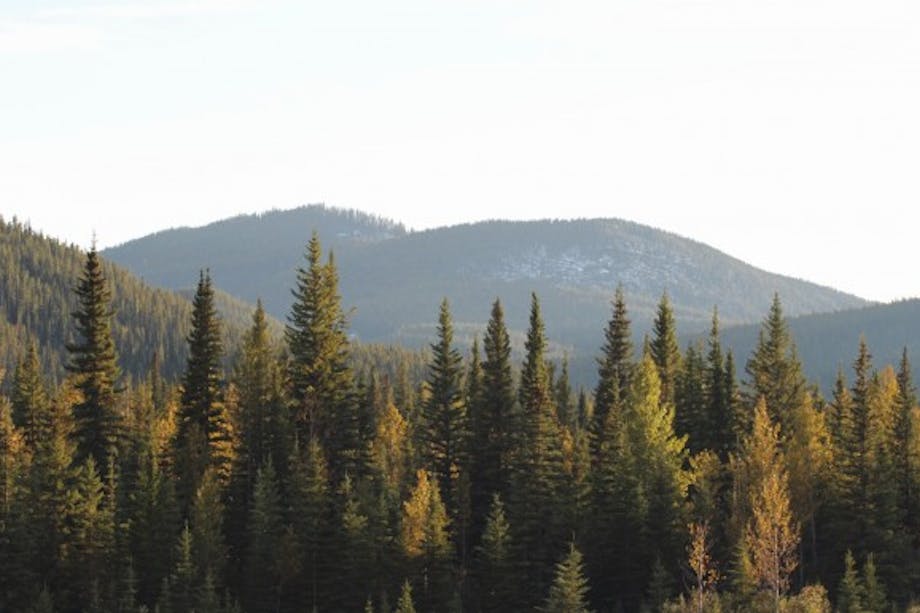pine forest with rolling mountain peaks