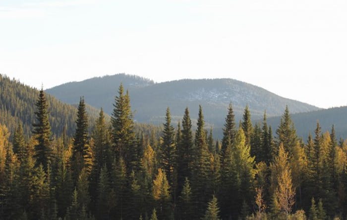 pine forest with rolling mountain peaks