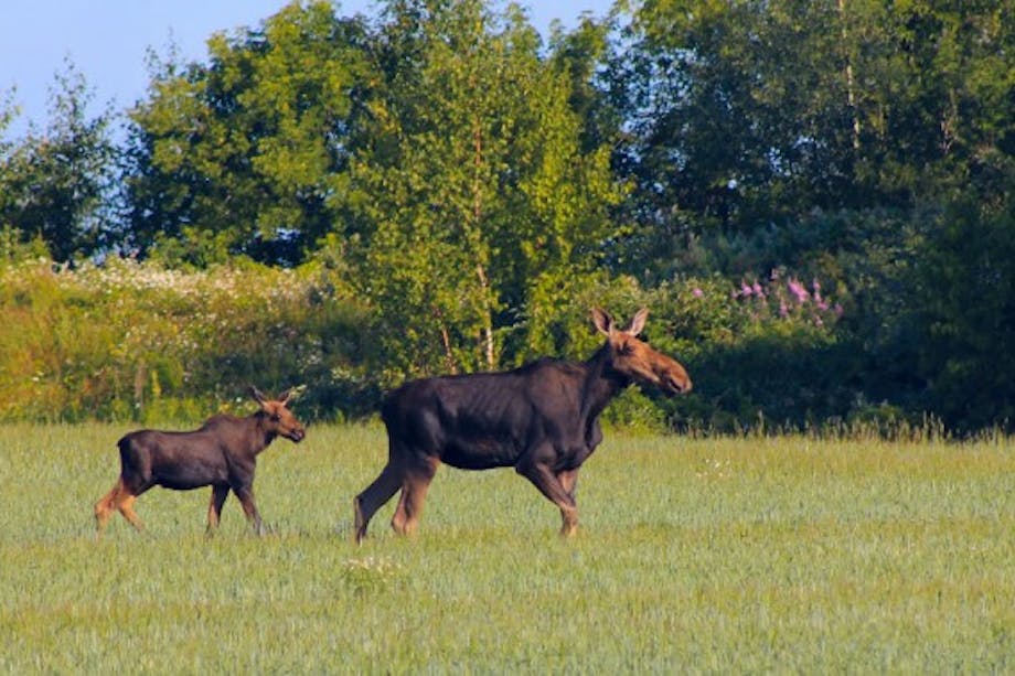 Mother moose and her calf in green pasture with treeline in background