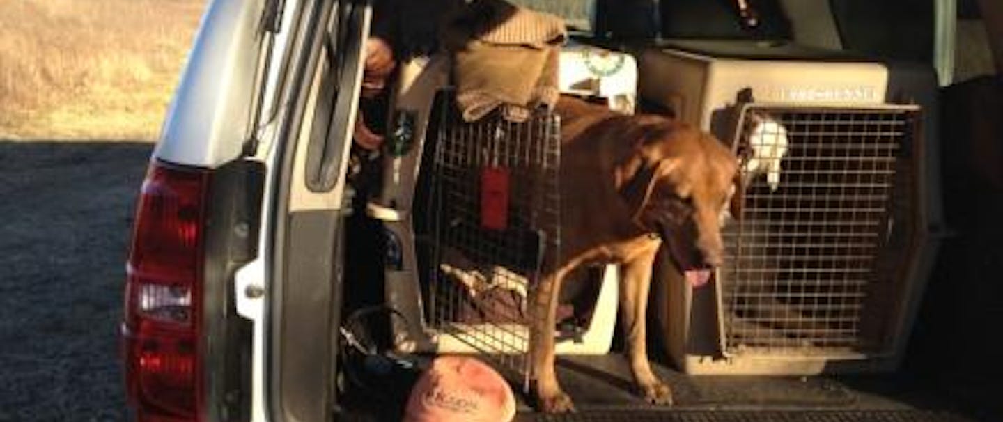 hunting dog exits the crate in the back of the car