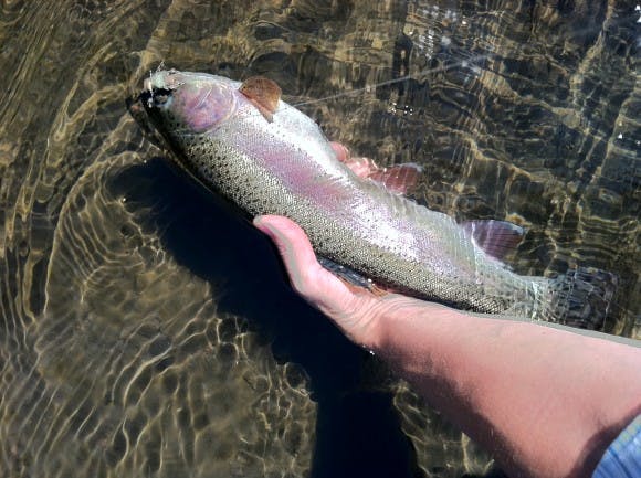 Cast net in Oregon?