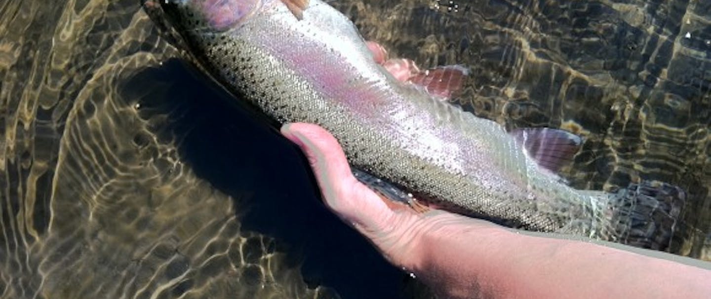 person holding rainbow trout