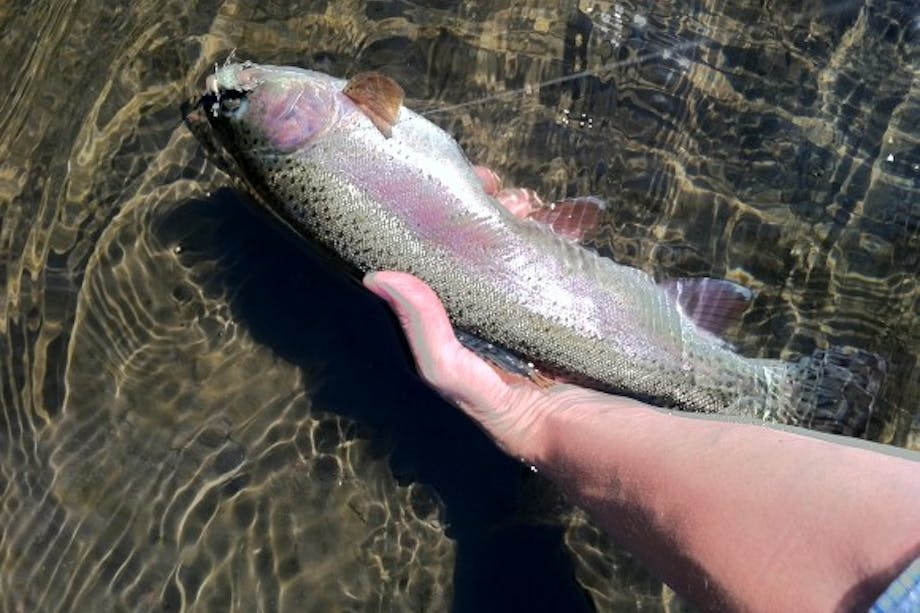 person holding rainbow trout