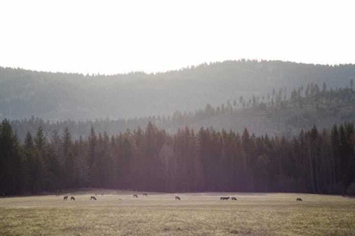 animals grazing in bucolic pasture with large pine treeline in background